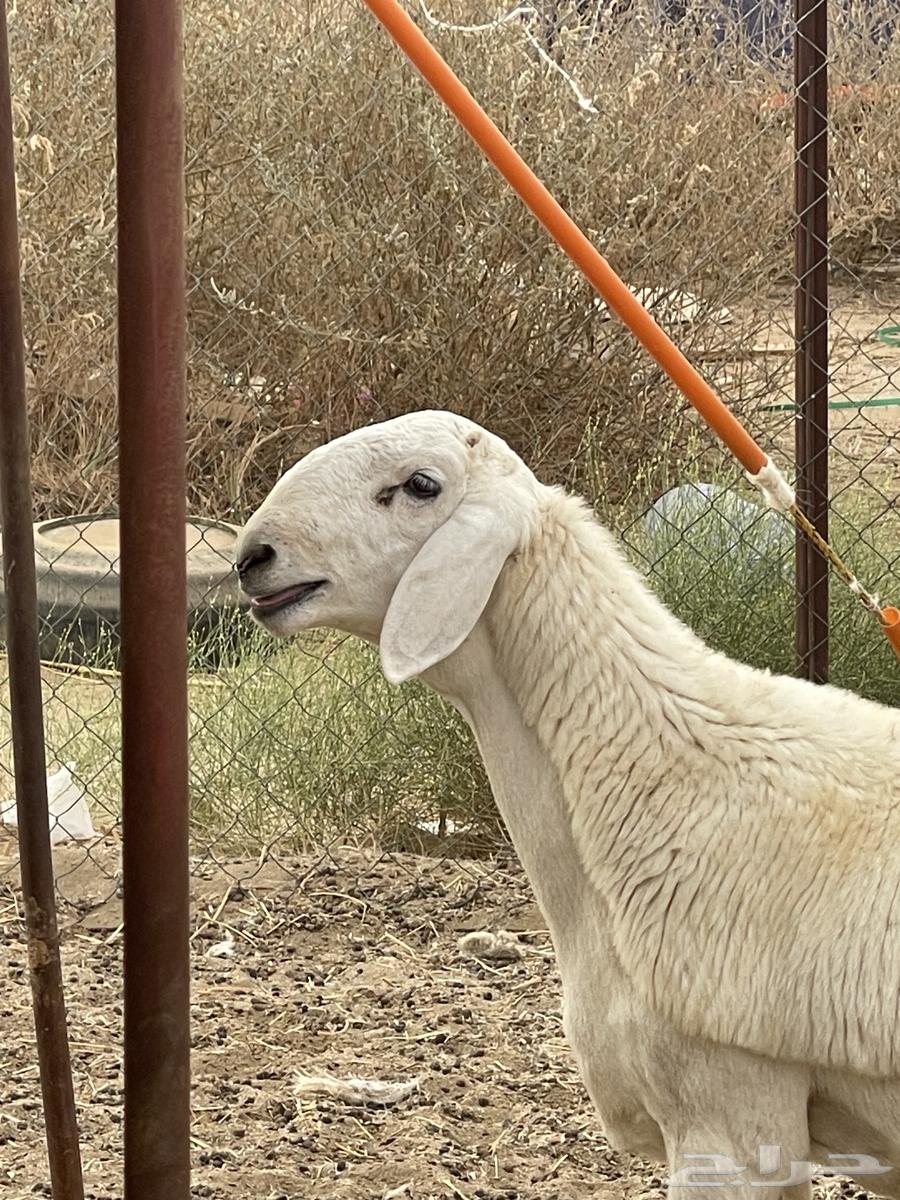 مشروع صنف الصنف تم البيع خارج الموقع64481750285058111