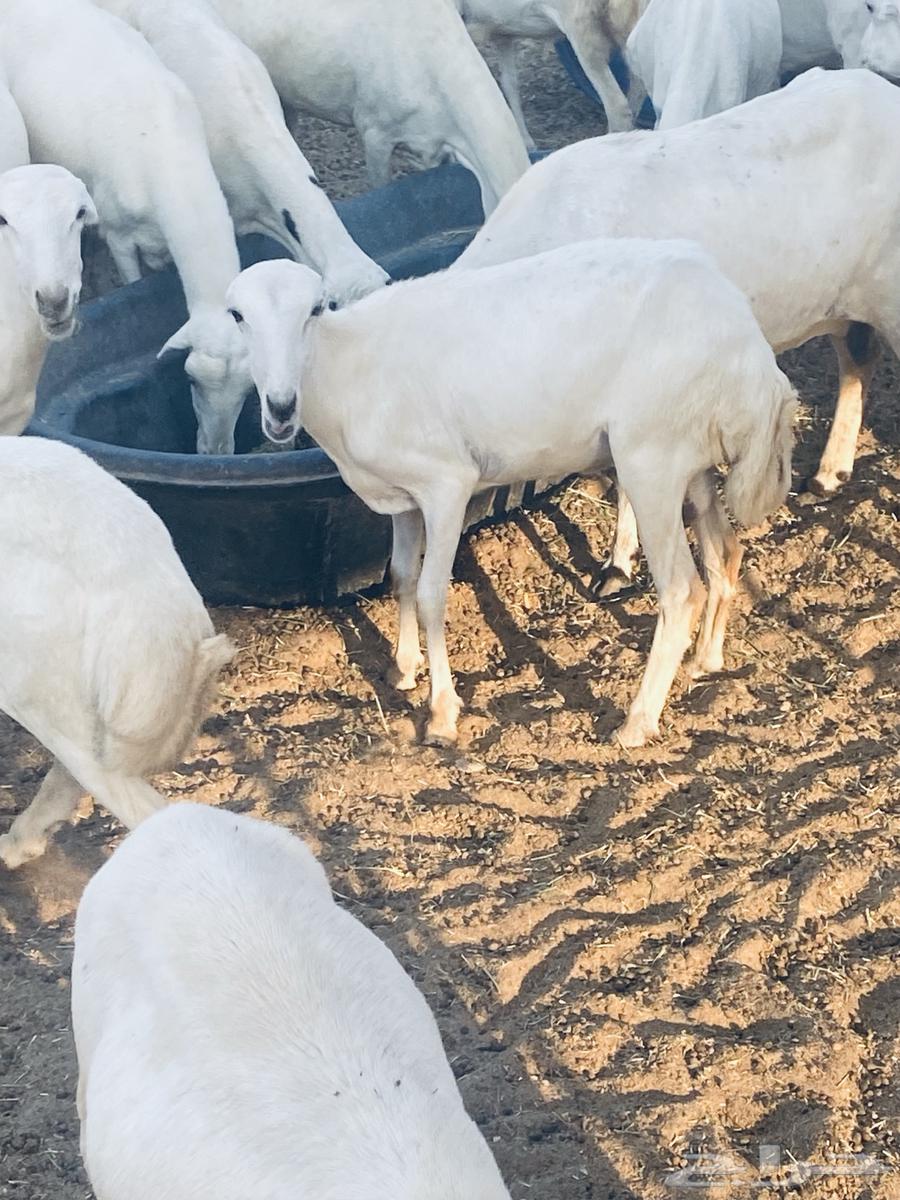 غنم رفد للبيع اشباب64484897676546110