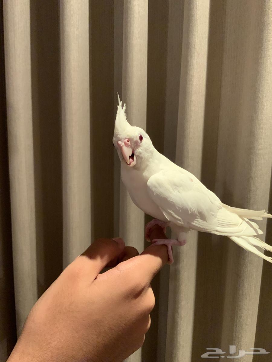 فرخ كوكتيل كروان البينو هولندي64482241172993113