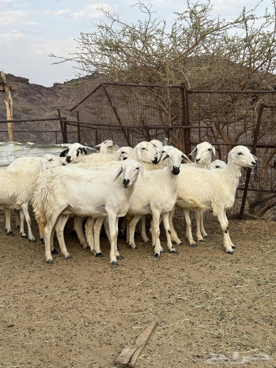 رخال مضاريع عددها 1664484703640835112