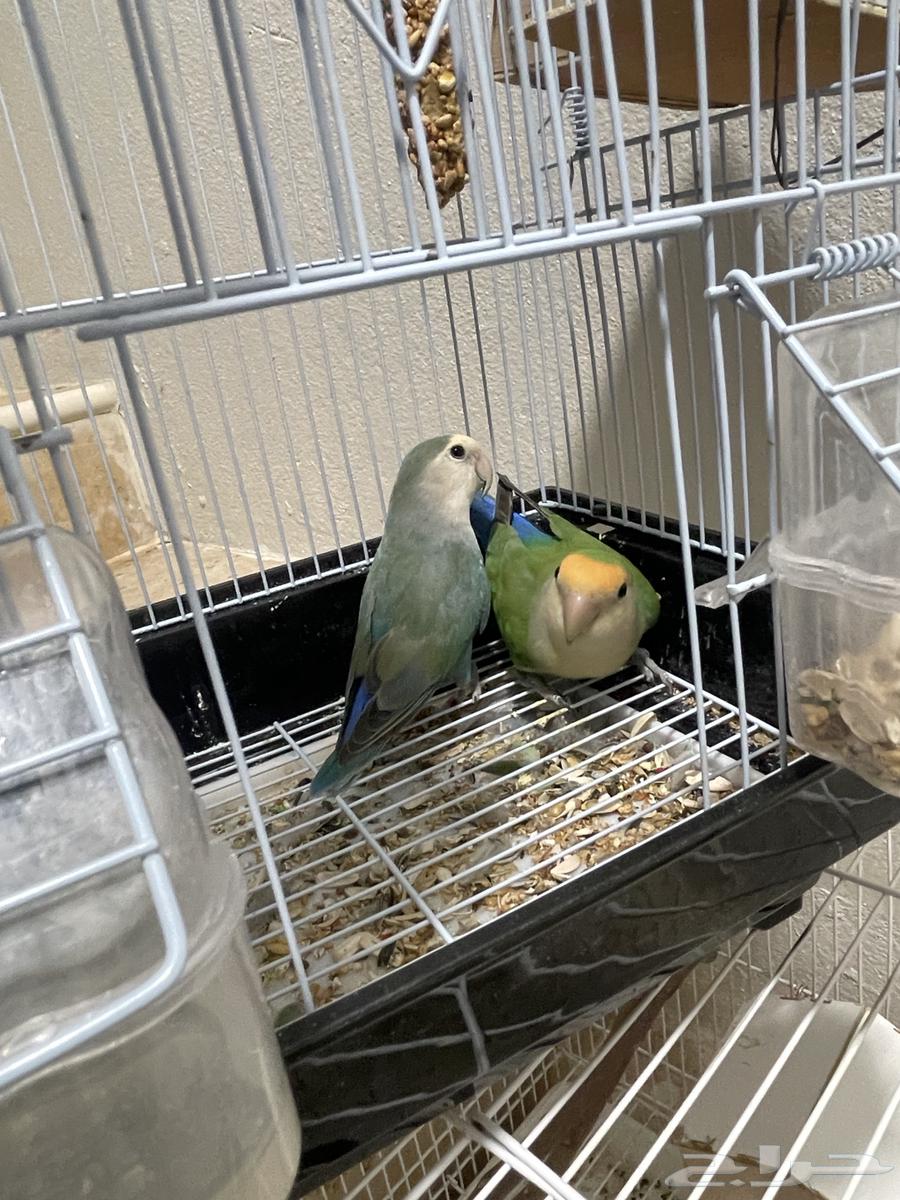 طيور روز زوج حجم كبير64481318975235110