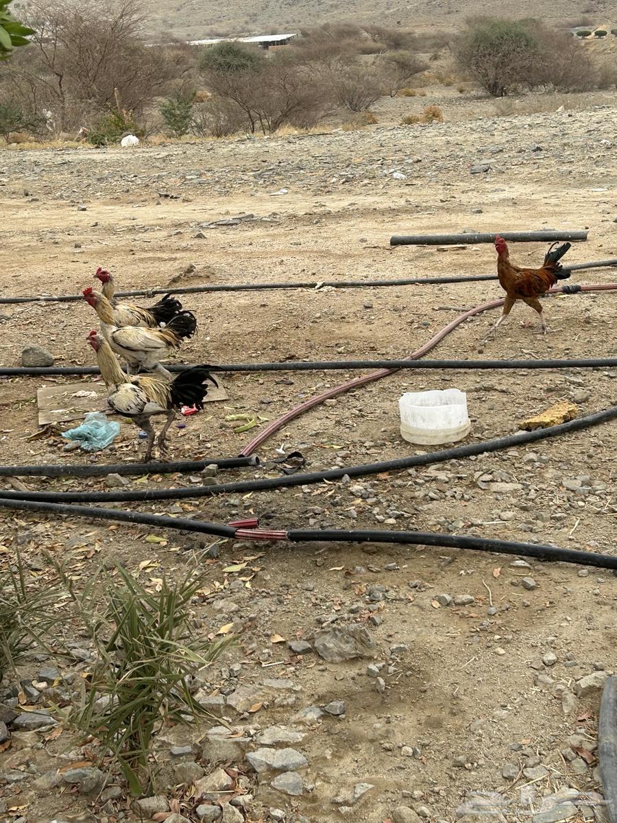 للبيع ديوك على السوم64482498537219111