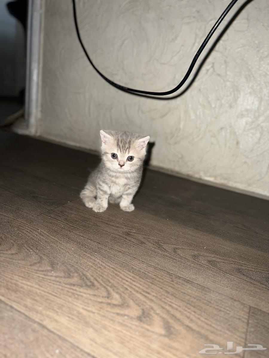 سكوتش فولد انثى للبيع قولد سلفر اللون64479792044801111