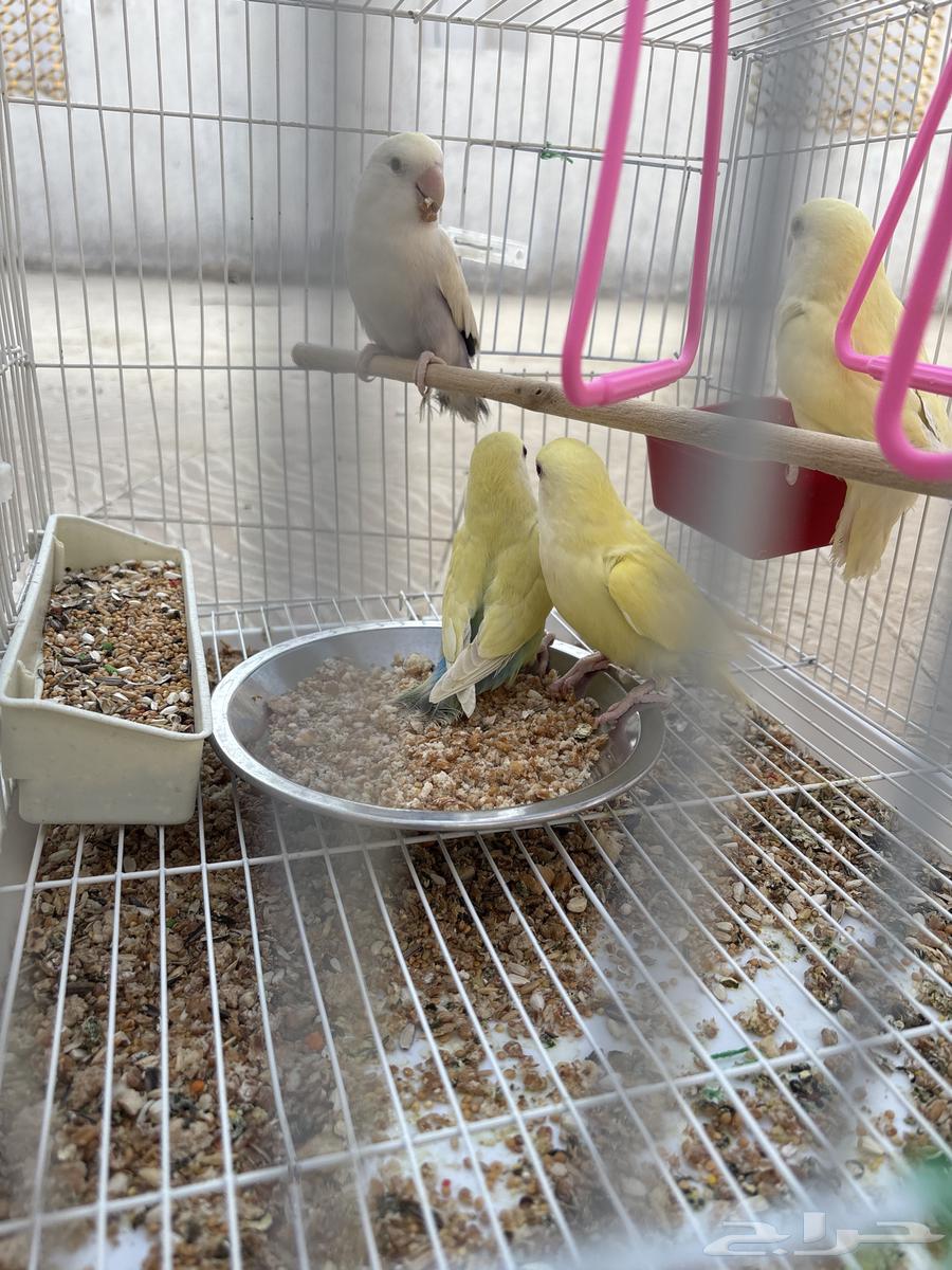 Elifah Roses64483218777730110