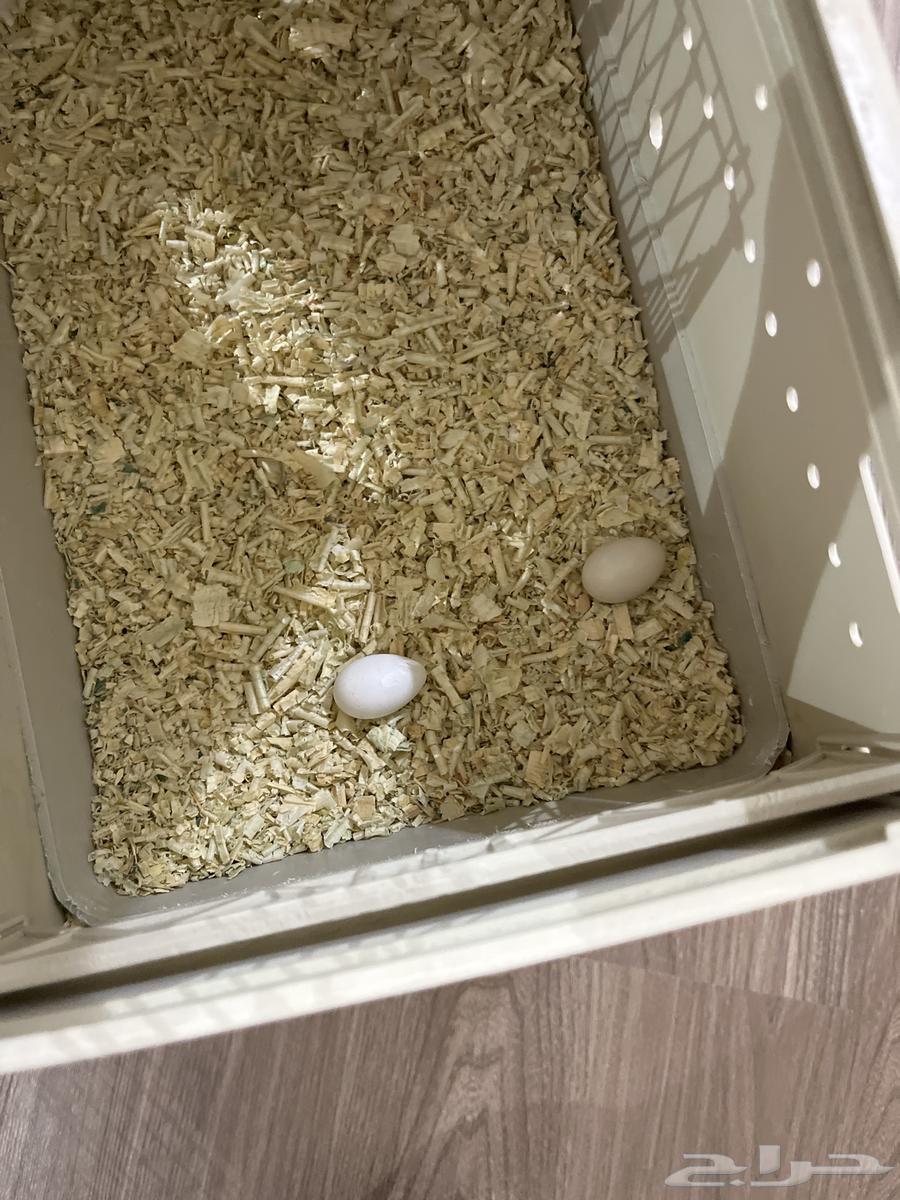 Crown pair for sale for 450, has produced a chick and died, currently has two eggs64483164486530111
