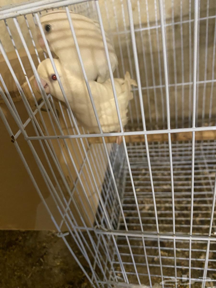 زوج روز و زوج بادجي للبيع البيع سمح64479452302978111