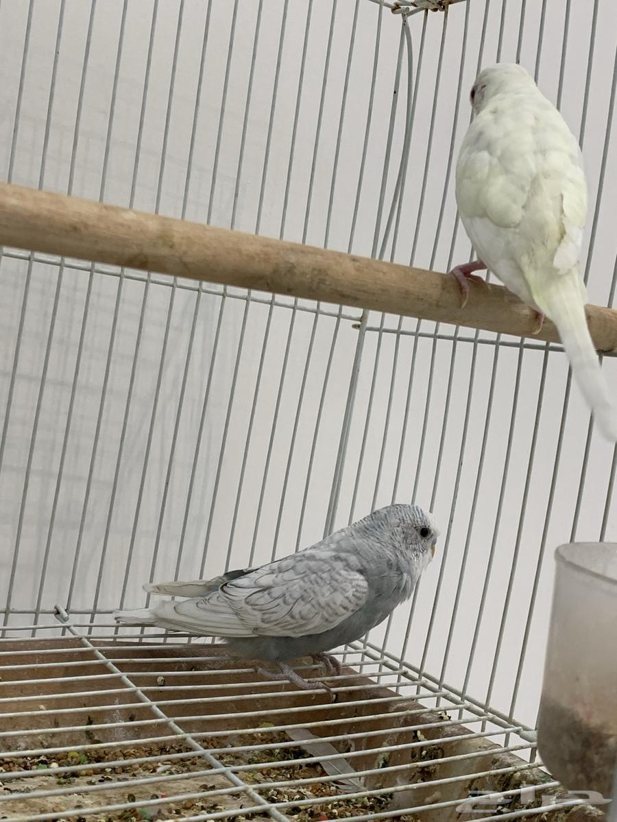 جوز عواشق للبيع64484634712323112