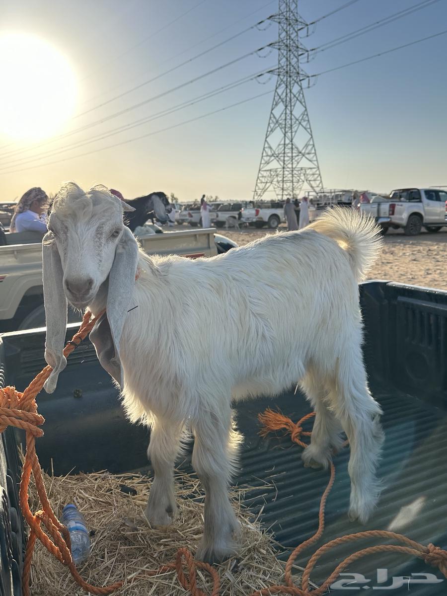 تيوس للبيع العمر 6 شهور وفوق64480053838083110