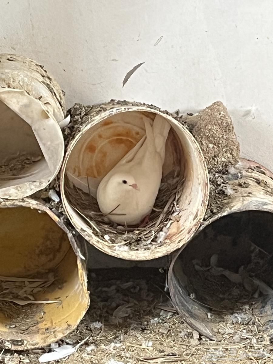 حمام جامبو فرنسي64480744454786112