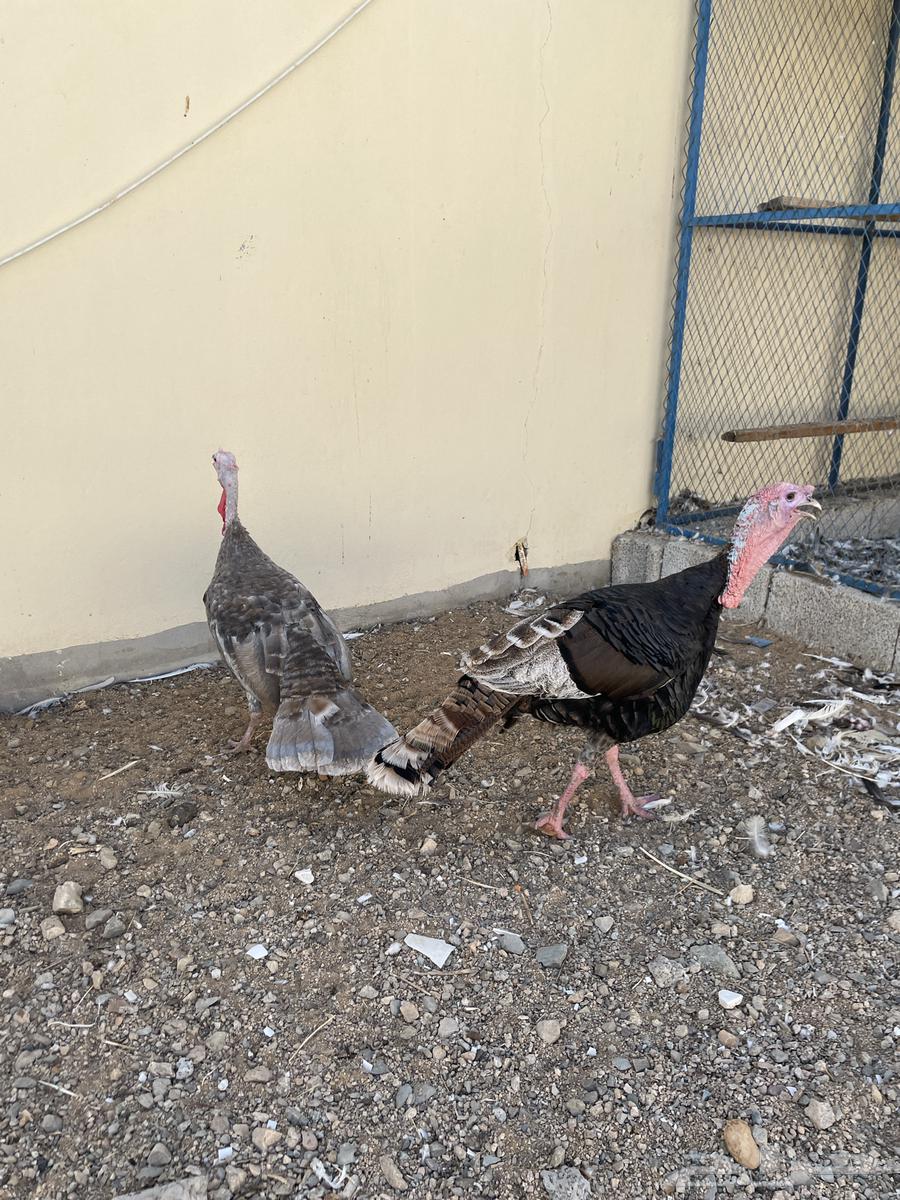 رومي للبيع شامل الذبح والتوصيل جدة64482850792322111