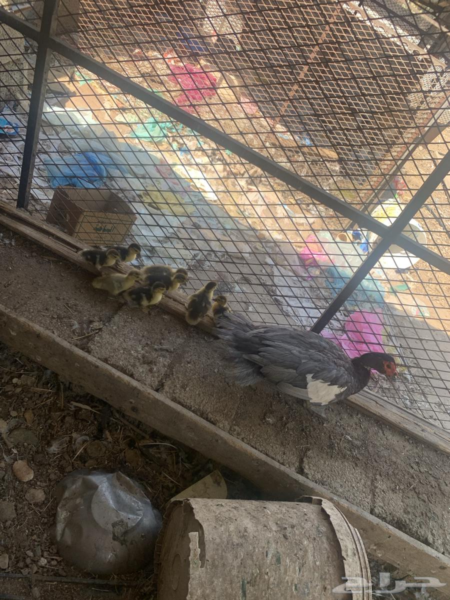 بطة مع فروخها64482227324034113