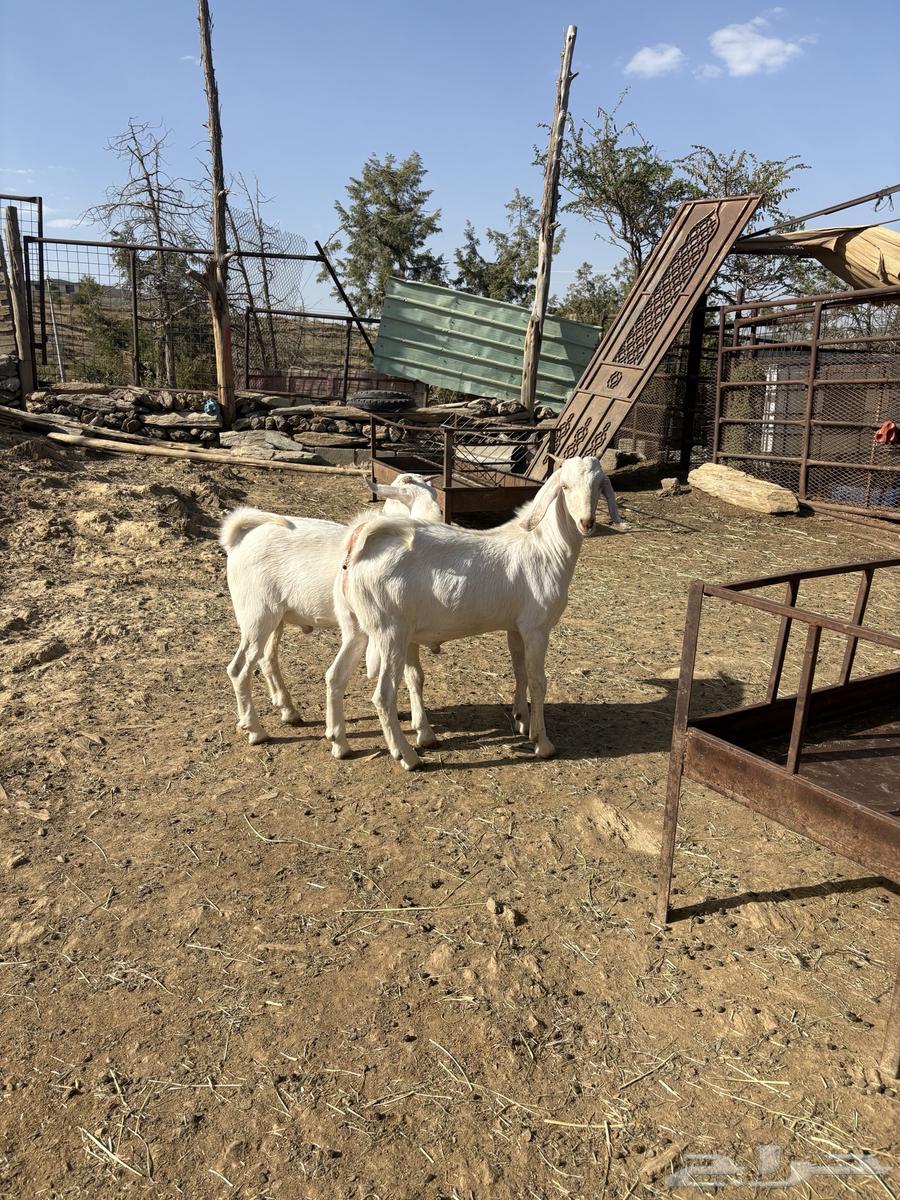 تيوس للبيع64481291328001111