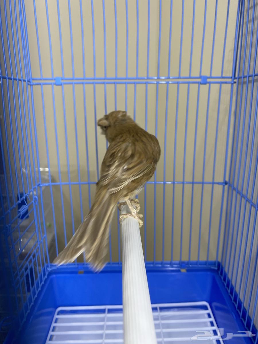 Female Canary Brown Double Crest (Sold)64483625781763112