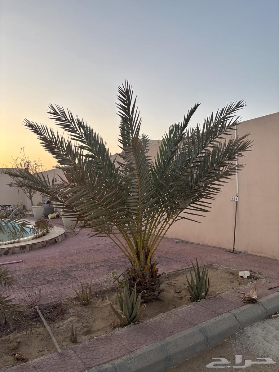 نخلة للبيع النقل على المشتري64484593964034113