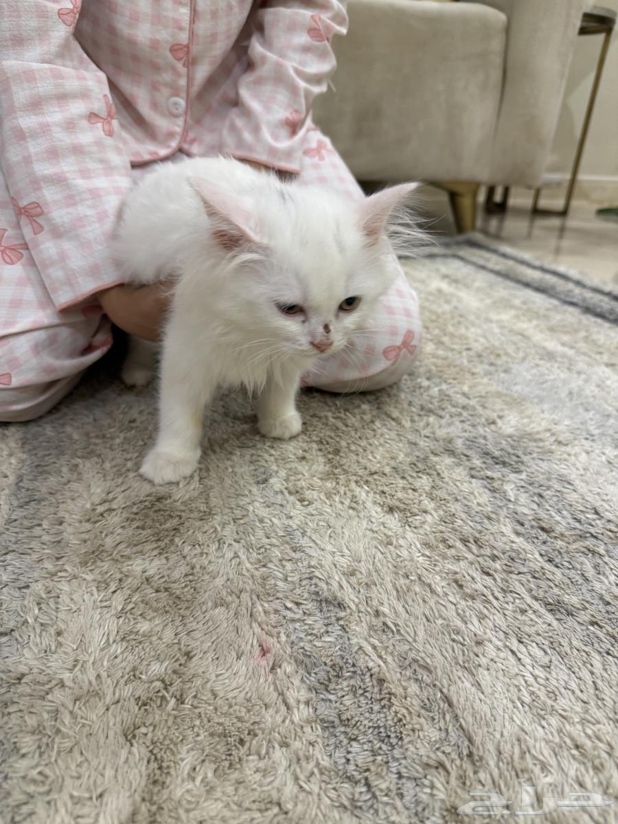 بسه للبيع64481723122563110