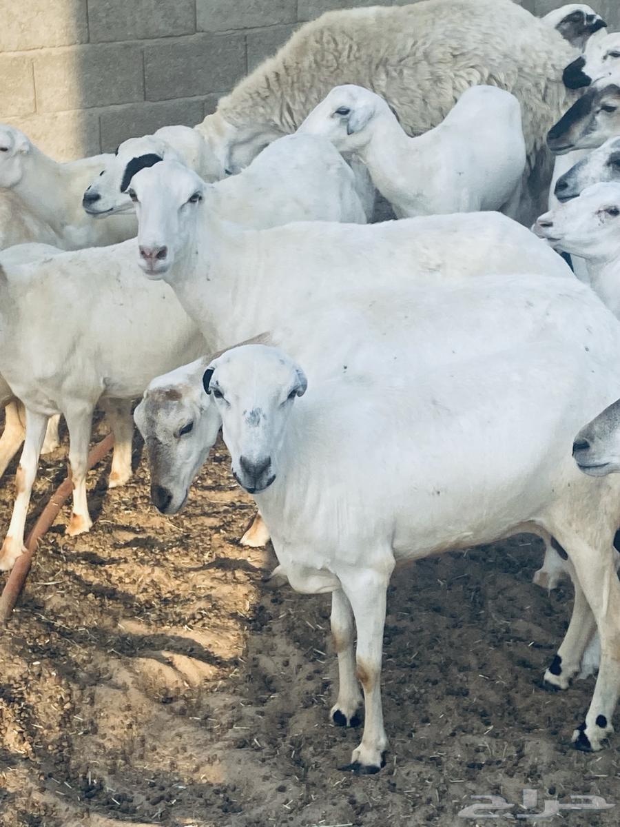 غنم رفد للبيع اشباب64484897676546112