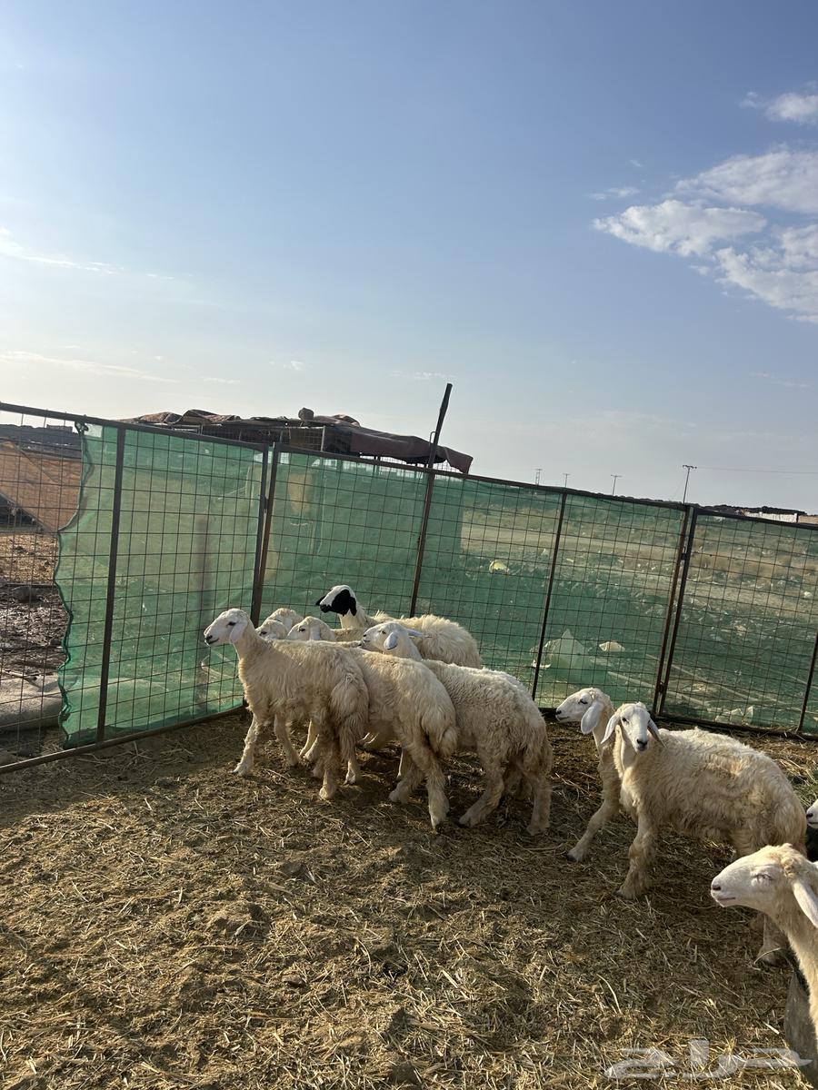 رخال حريات الحد ( 1080 ) تم البيع64480194642689113