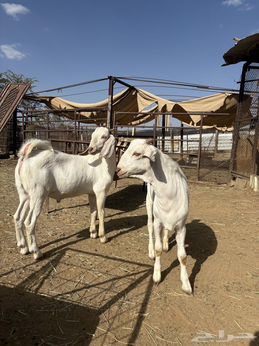 تيوس للبيع64481291328001112