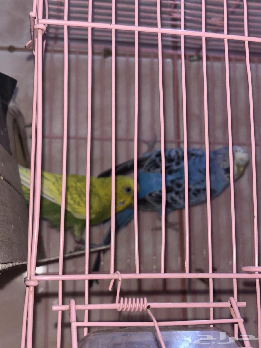 زوج بادجي شامل الملحقات64483729624579110