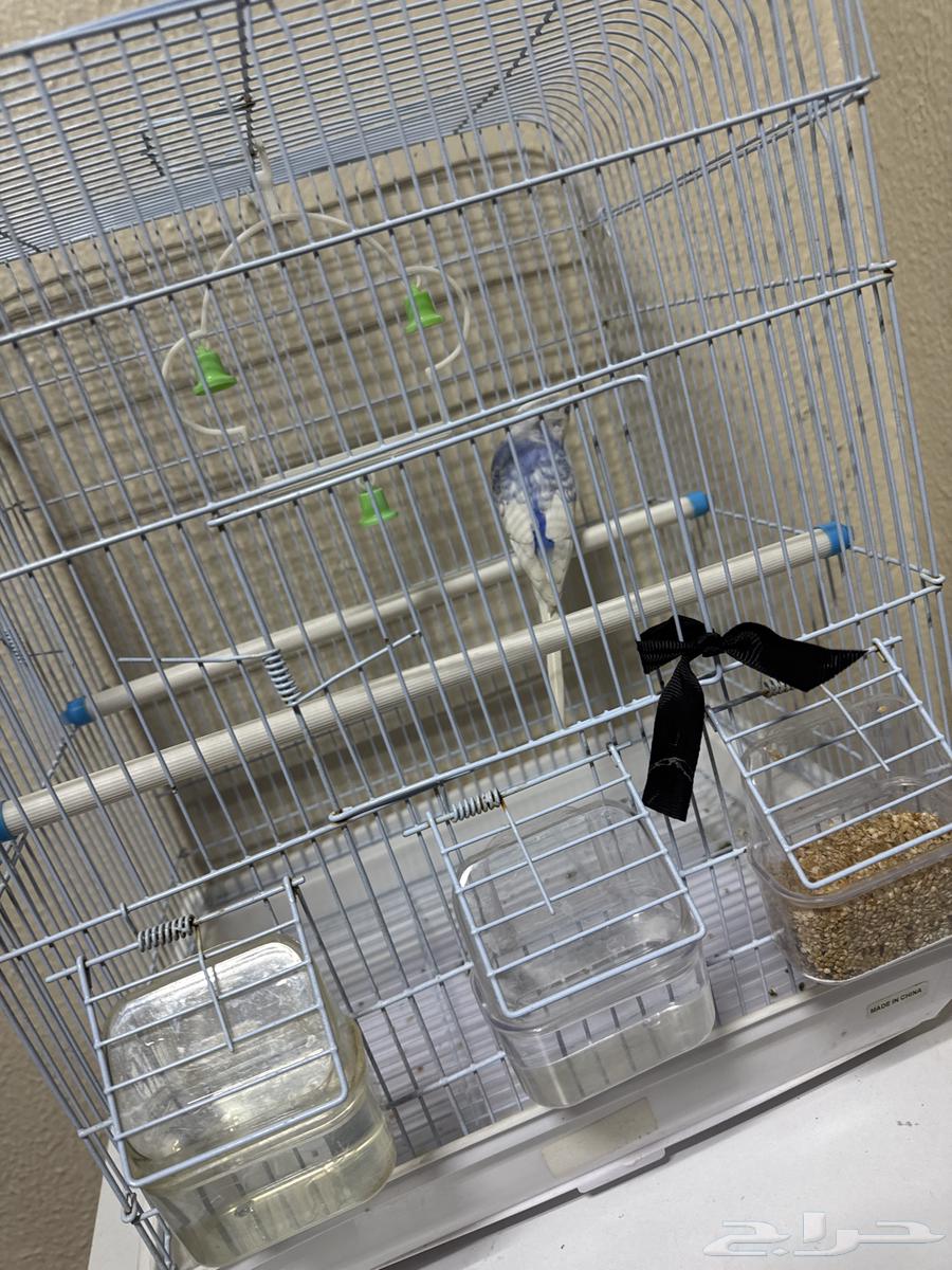 عصفور الحب64486150452611110