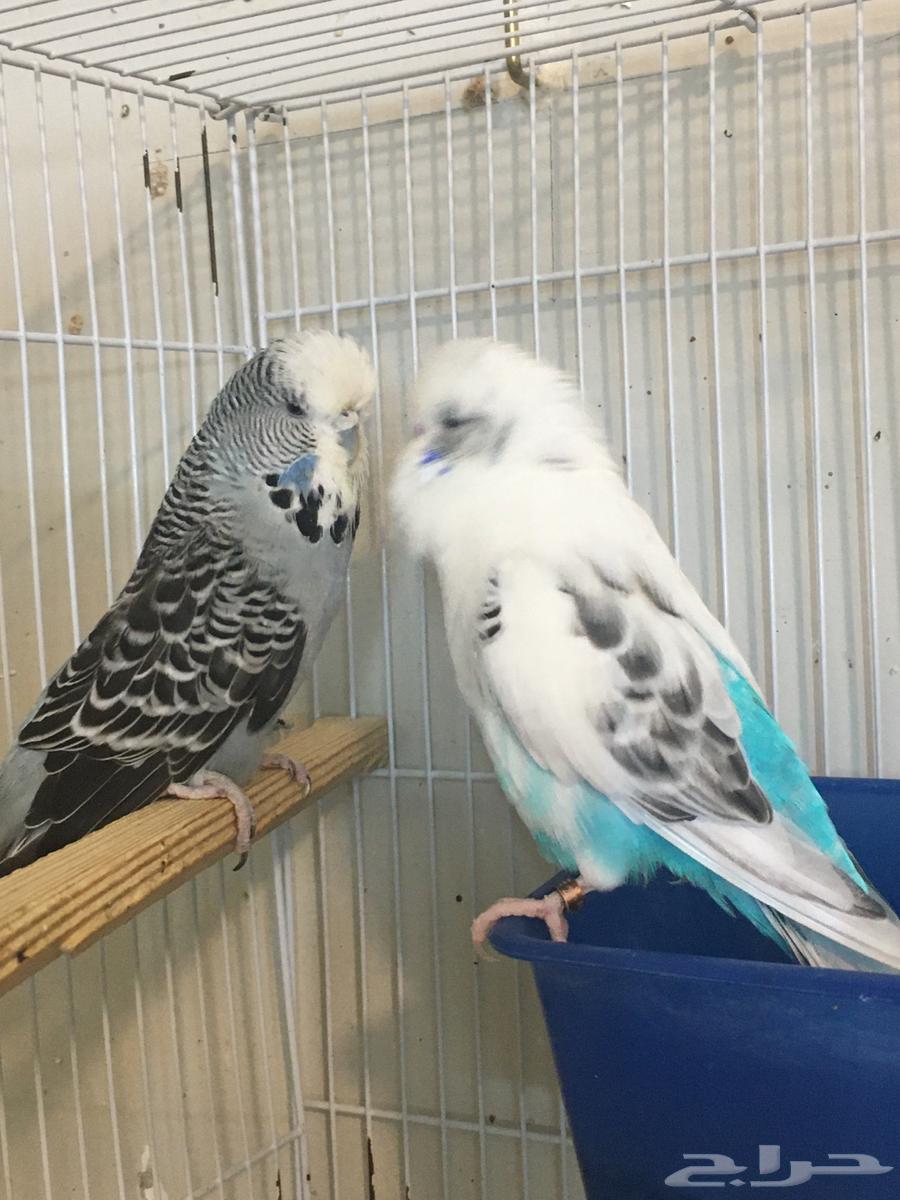 تم البيع64485065050881112