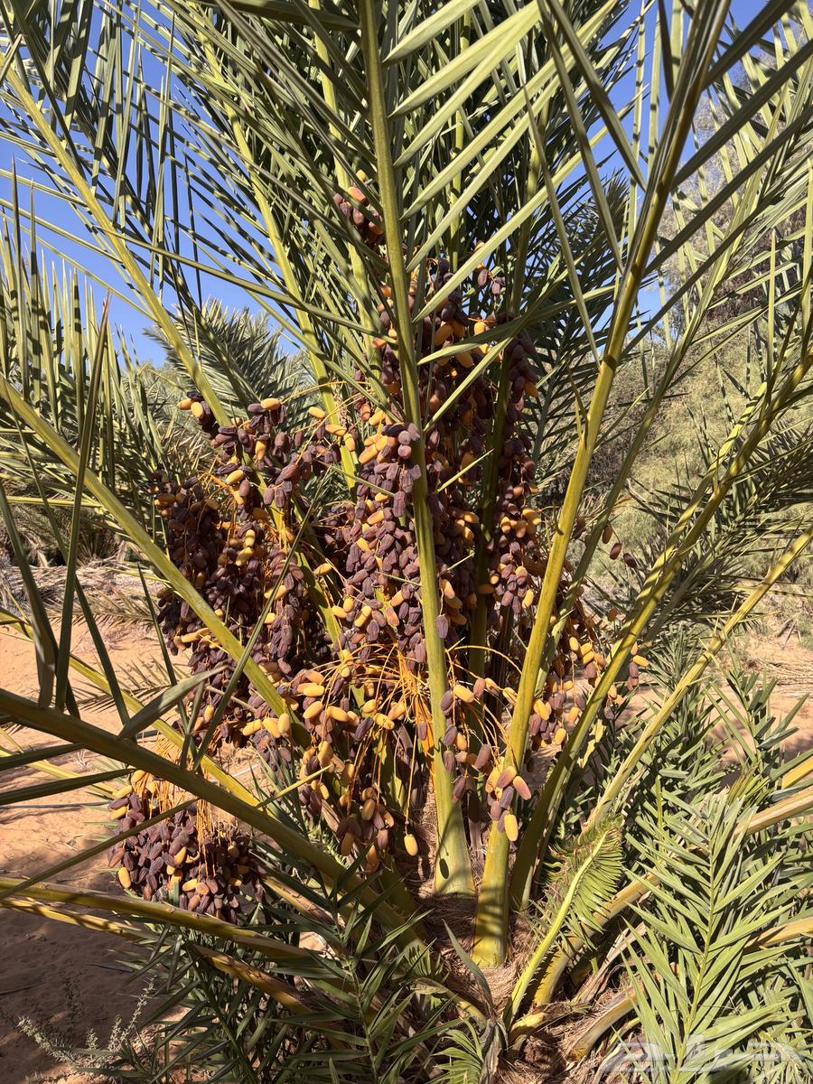 Dates64480208443521110