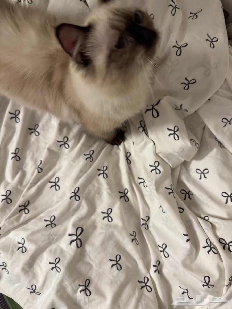 قطه للبيع64480235908483112