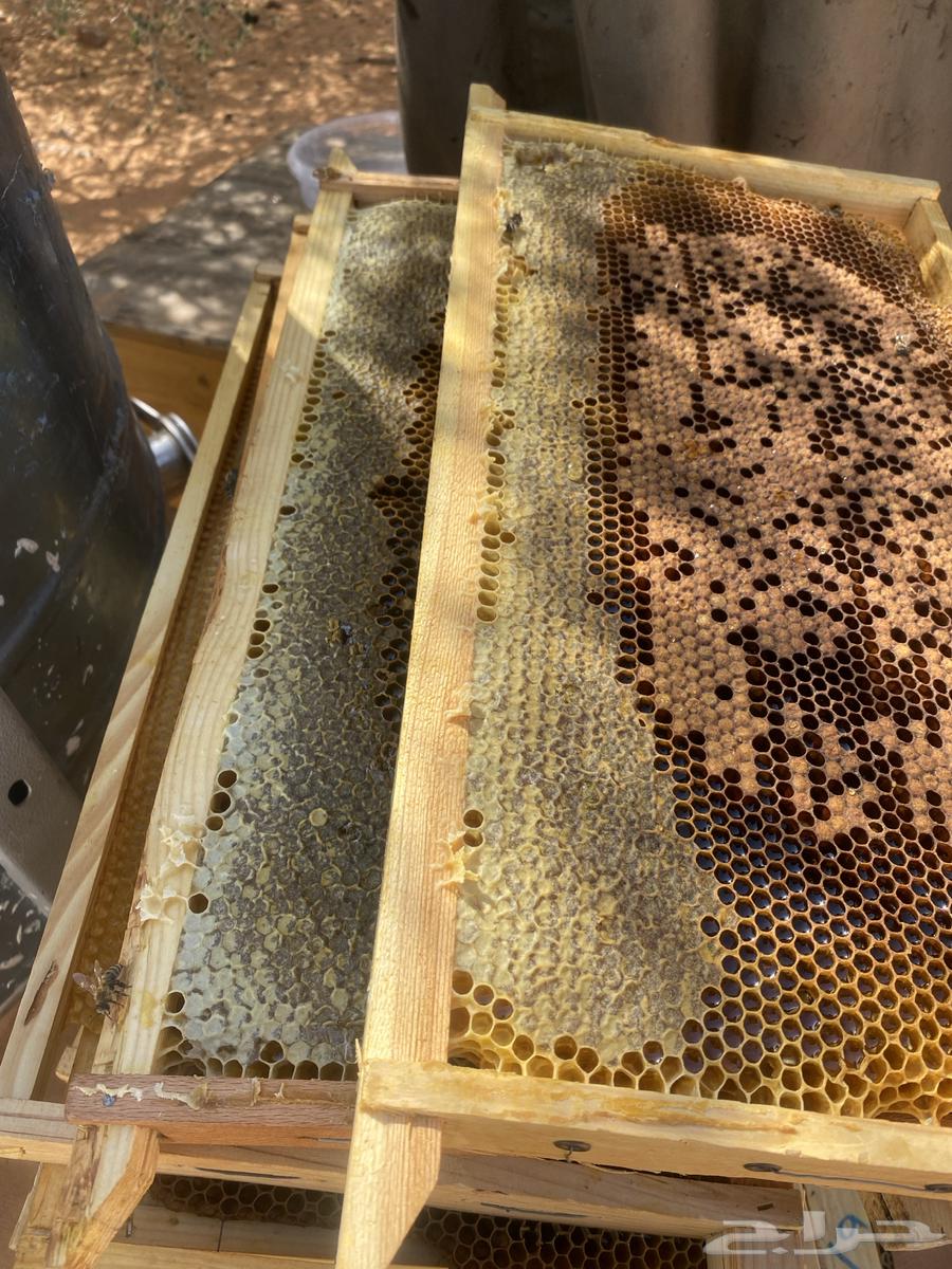 عسل سدر الشمال رفحا لا تدفع ولا ريال64486095506306110