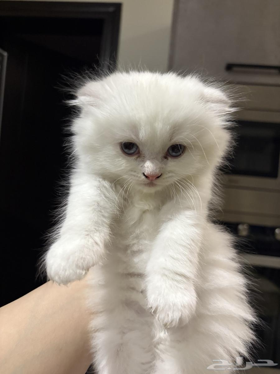 Scottish Fold kittens for sale, 50 days old64485847590785110