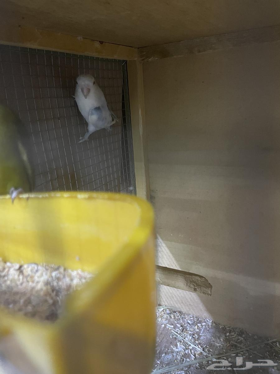 جوز روز للبيع64485903120257112