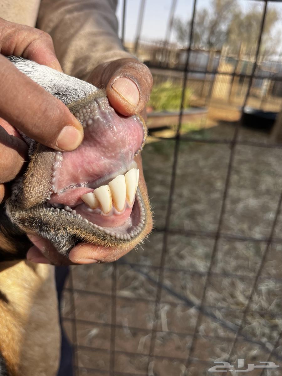 عنز عارضيه دافع64480222209667111