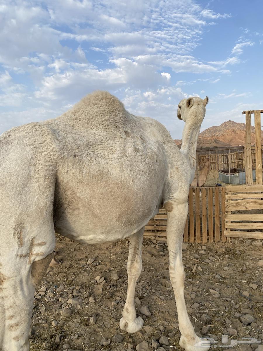 لقحه وضحا كفو ناقة من فروع البل منوت القاني الحد7200تم البيع64482633280259112