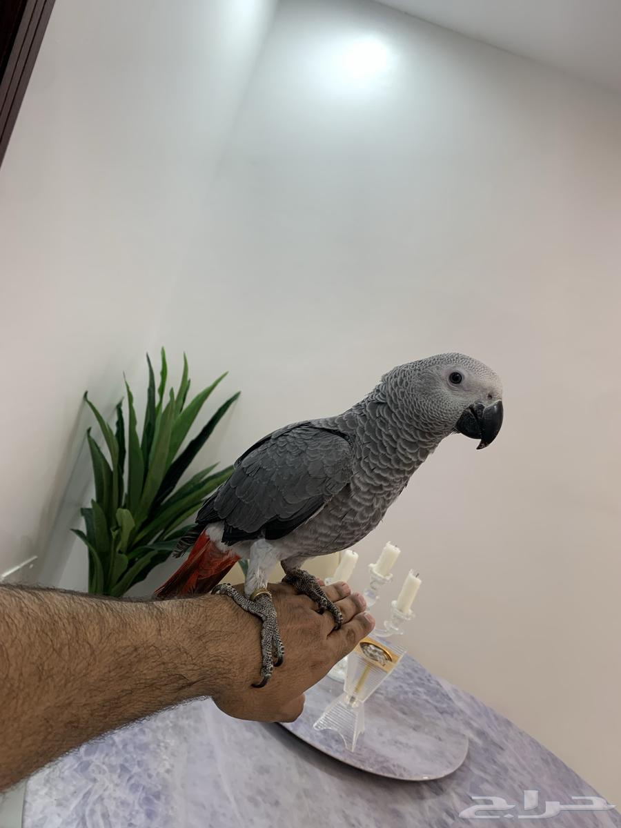 Farakh Kasko64481387144067110