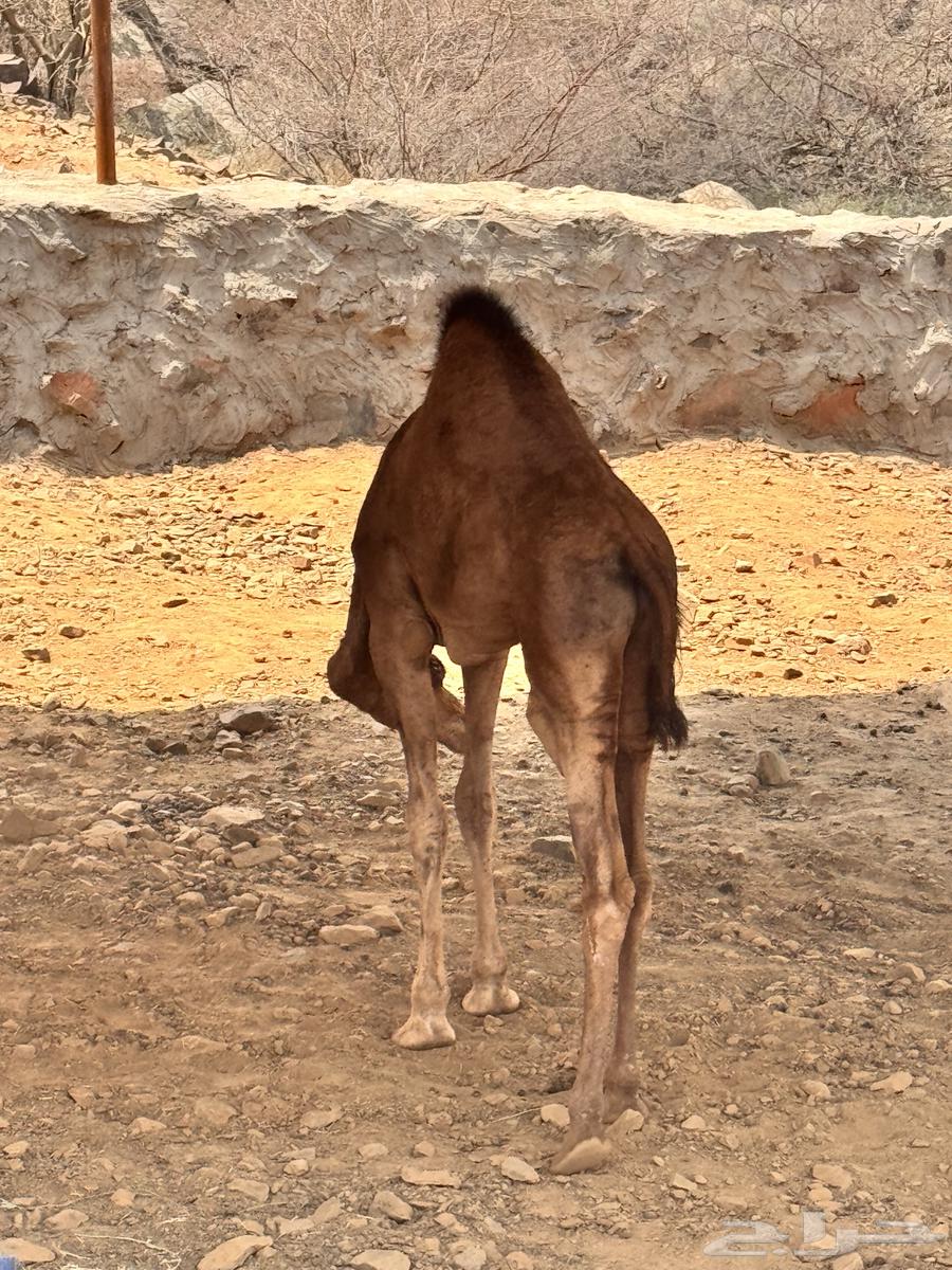 Qaadan 2 for sale, age 5 months64484827659010111