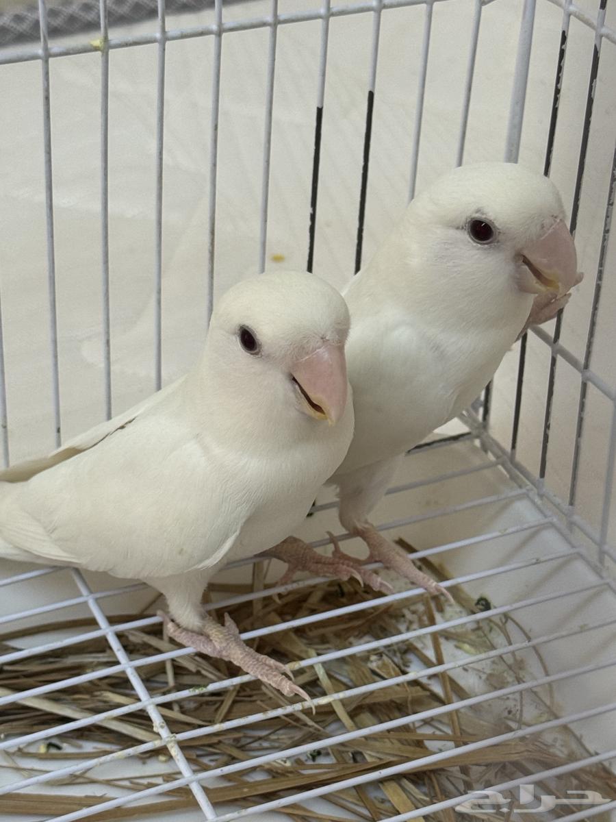 تم البيع64481804624003111