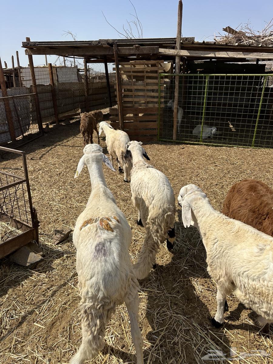 طليان سواكن ثلاجه ومناسبات64480482663043112