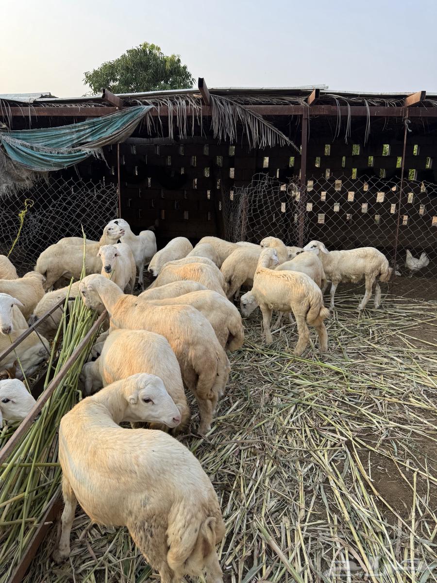 فران للبيع64483535895937112