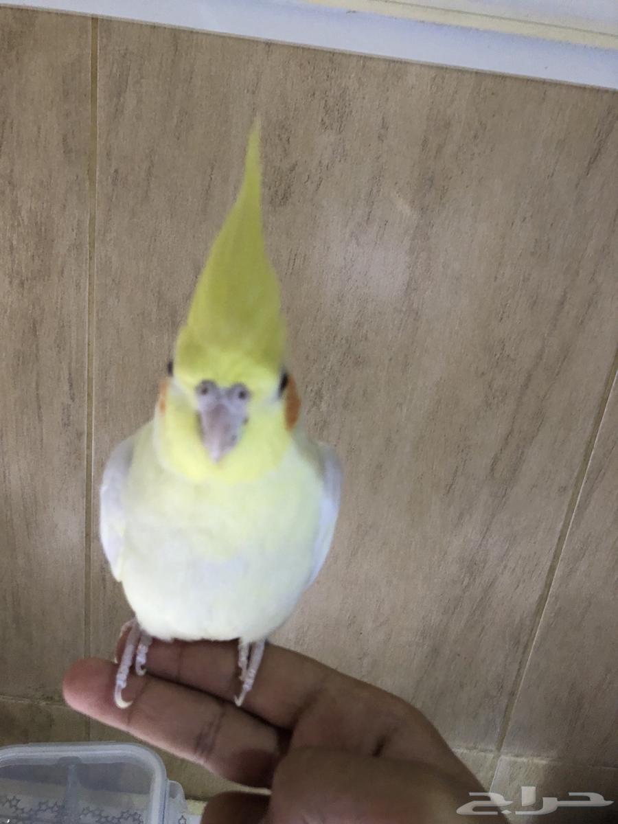 For sale, a very tame crow bird, interested parties should contact Al-Samal.64481403014915111