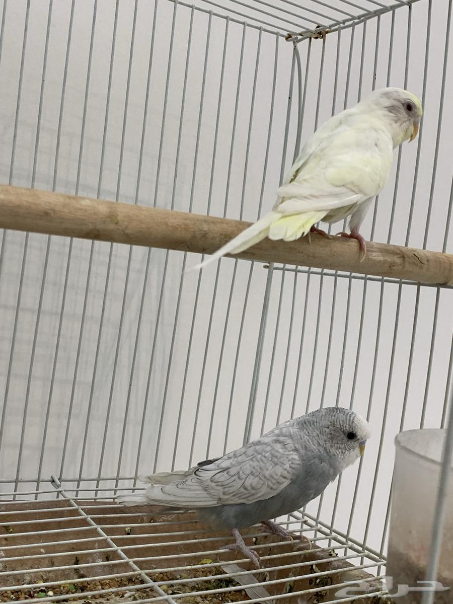 جوز عواشق للبيع64484634712323110