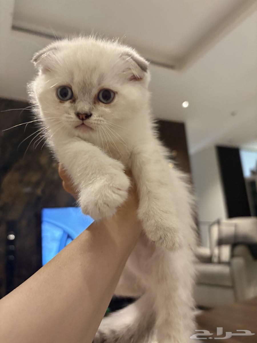 Scottish Fold kittens for sale, 50 days old64485847590785111