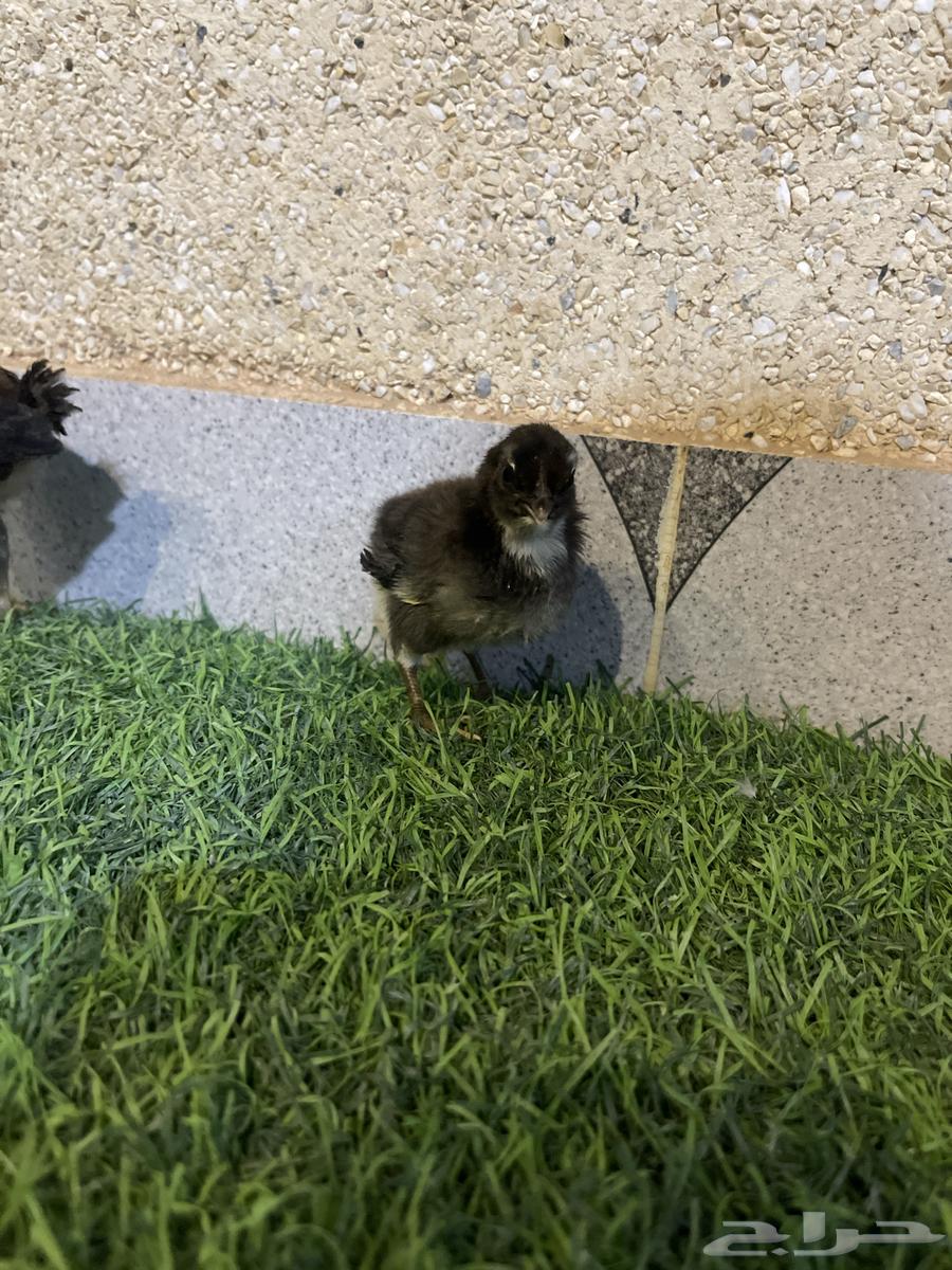 صيصان دجاج 6 للبيع64478995252483110