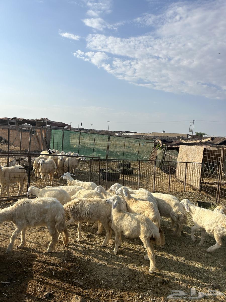 رخال حريات الحد ( 980 ) تم البيع64481982932482113