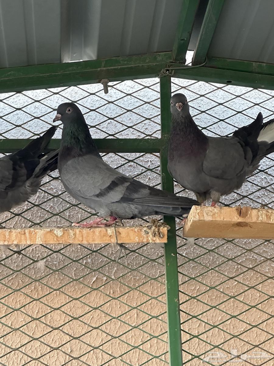 اجواز قطايف64483487152641113