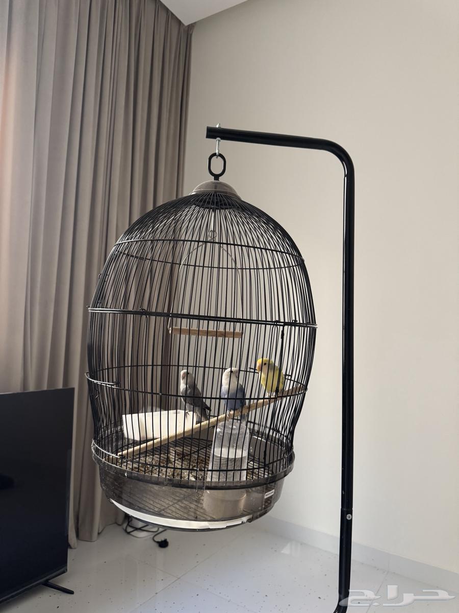 طيور روز64479646732291111