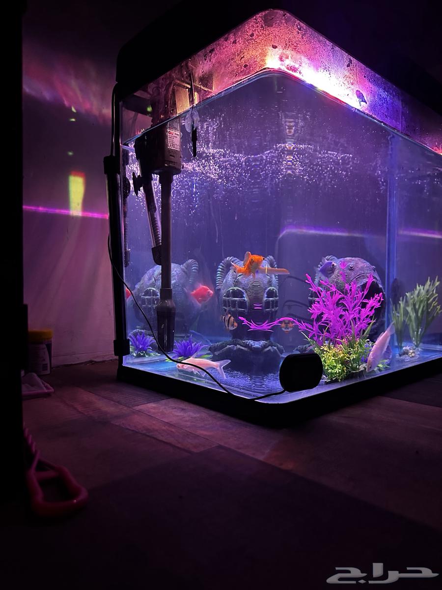 للبيع حوض سمك64485639829634114