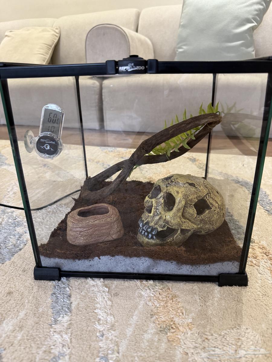 قفص قزاز بيت64482728137091113