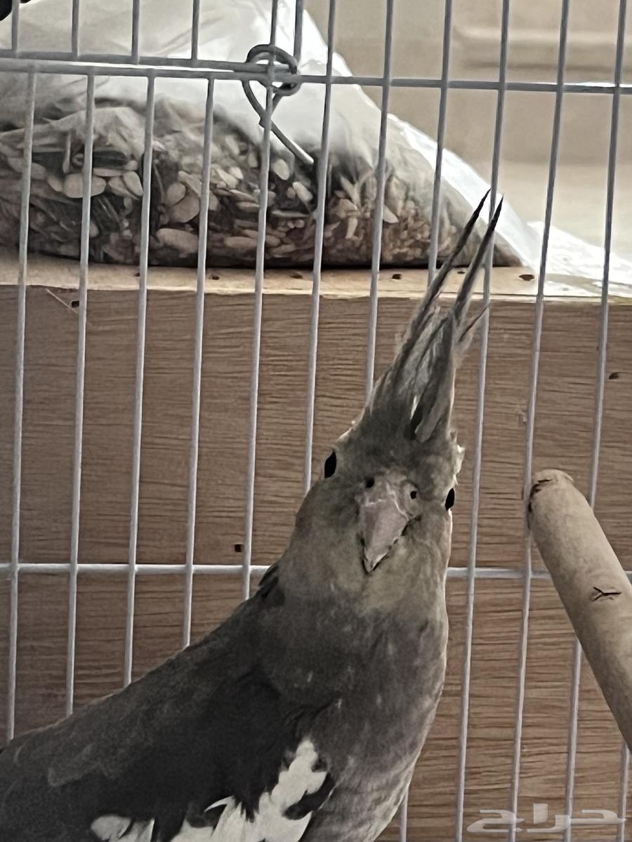 تم البيع64453875307009111