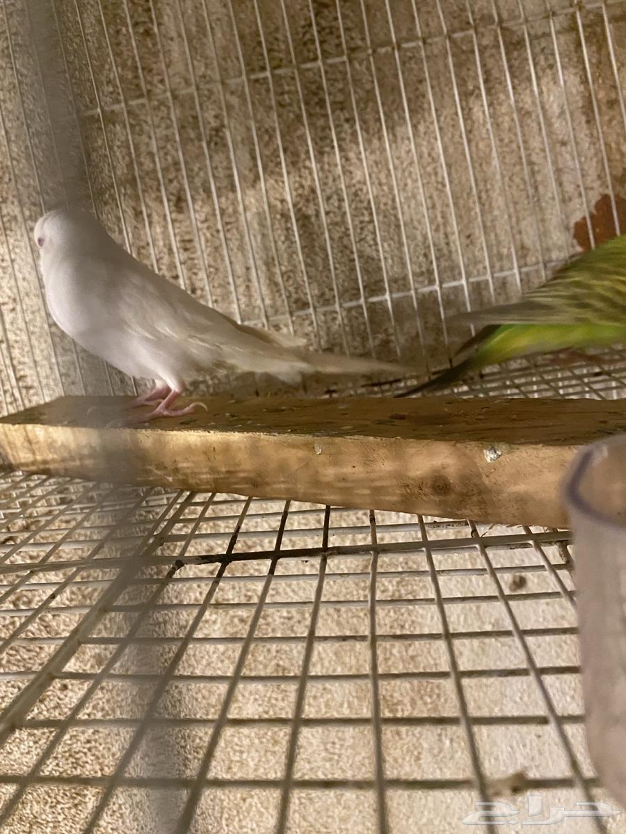 زوج روز و زوج بادجي للبيع البيع سمح64479452302978113