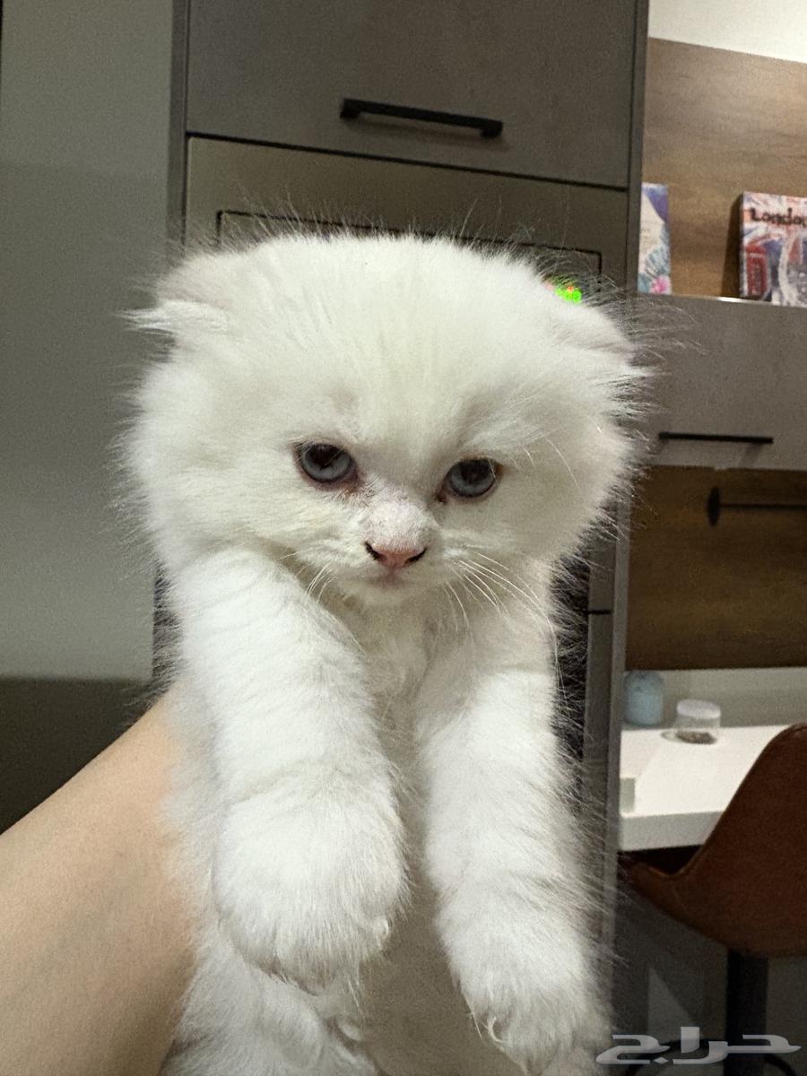 Scottish Fold kittens for sale, 50 days old64485847590785112