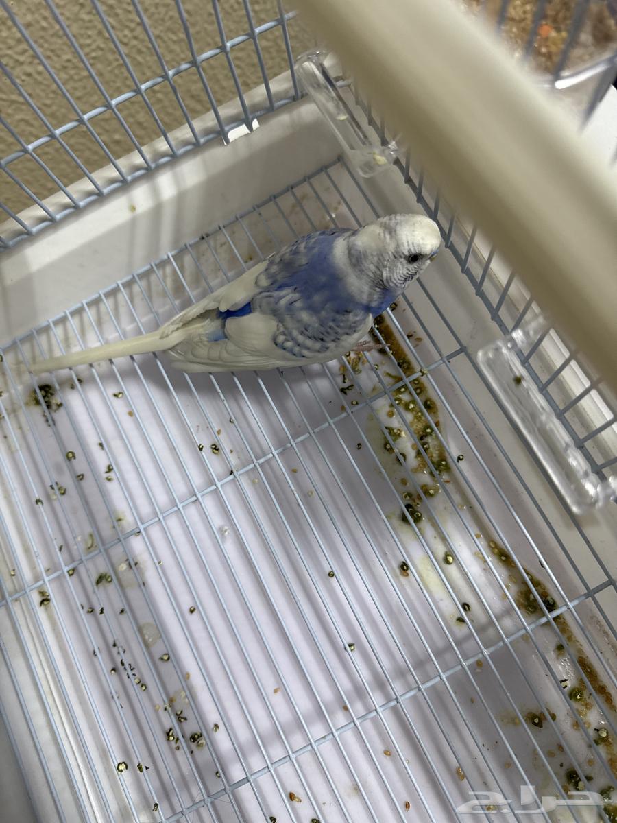 عصفور الحب64486150452611112